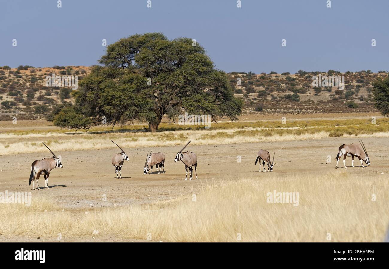 Southern Oryx (Oryx gazella), Kgalagadi Transfrontier Park, South Africa Stock Photo