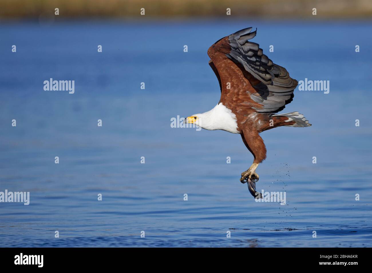 Catching a fish hi-res stock photography and images - Alamy