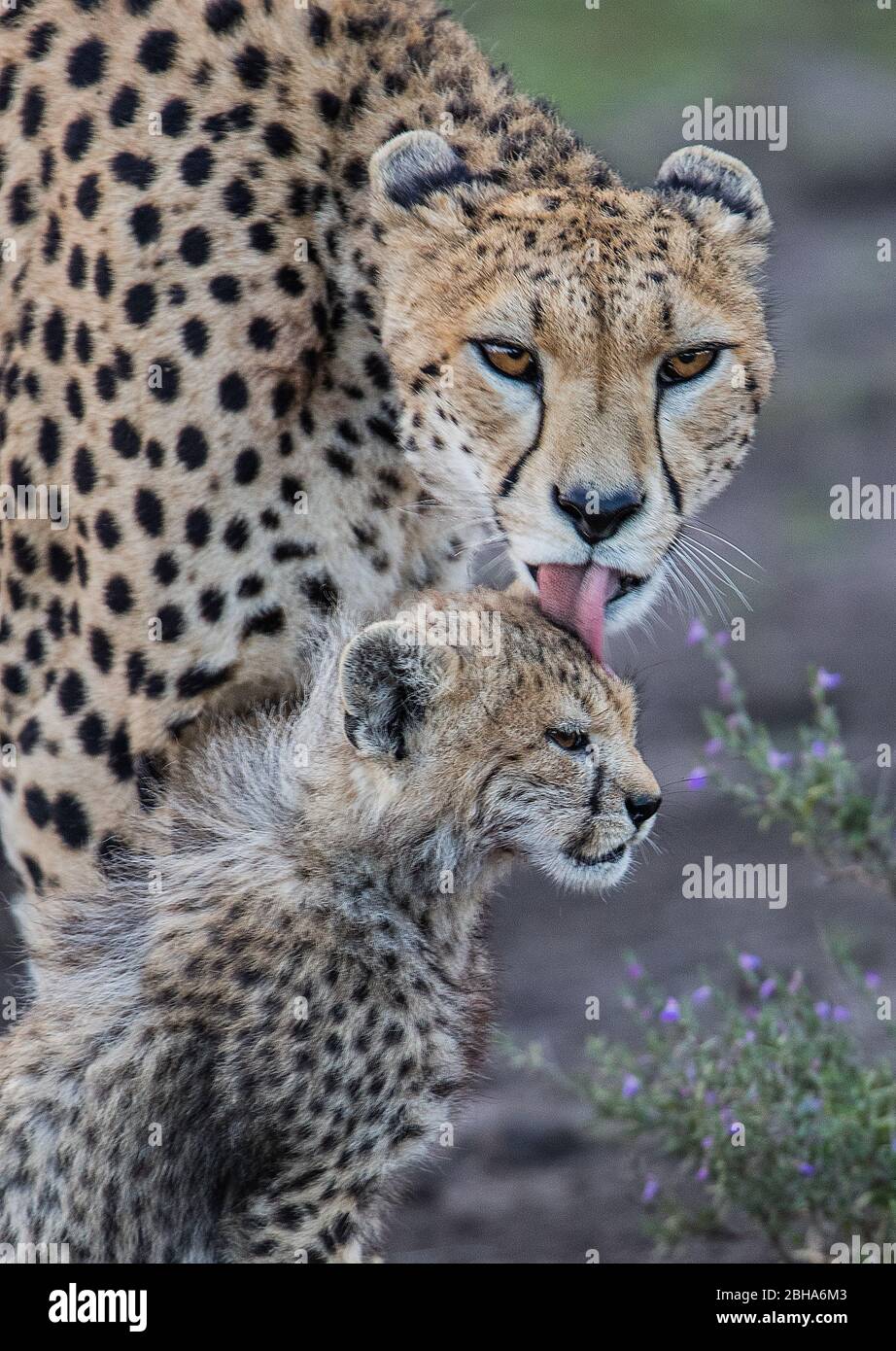 Cheetah (Acinonyx jubatus) with cub, Ngorongoro Conservation Area, Tanzania Stock Photo