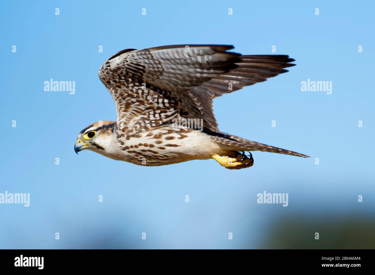Immature male lanner falcon (Falco biarmicus), Kgalagadi Transfrontier Park, South Africa Stock Photo