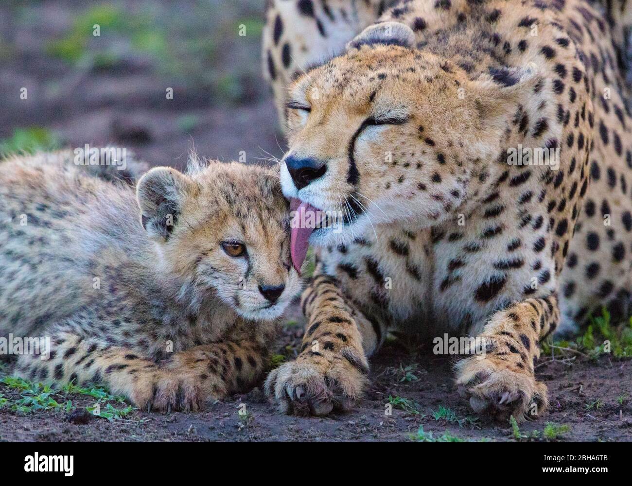 Cheetah (Acinonyx jubatus) with cub, Ngorongoro Conservation Area, Tanzania Stock Photo