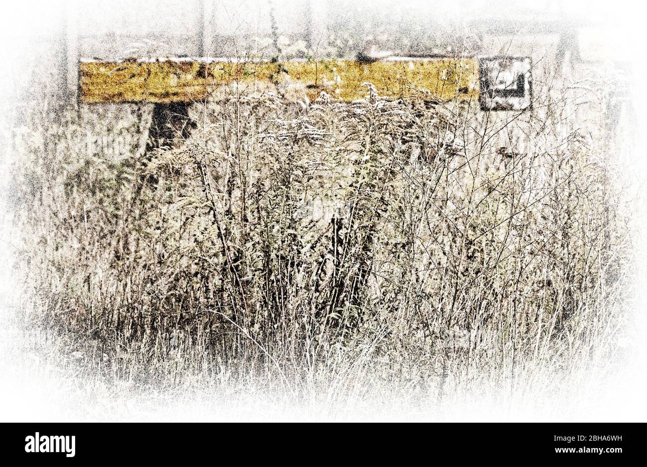 Bouncer, grass, wild, digitally edited, High Key, RailArt Stock Photo