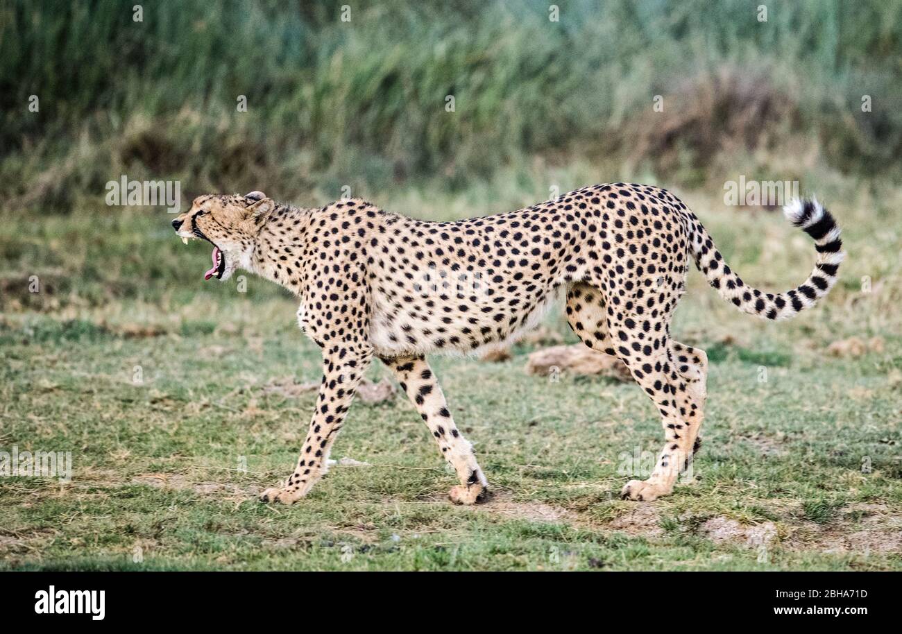 Cheetah (Acinonyx jubatus), Ngorongoro Conservation Area, Tanzania Stock Photo