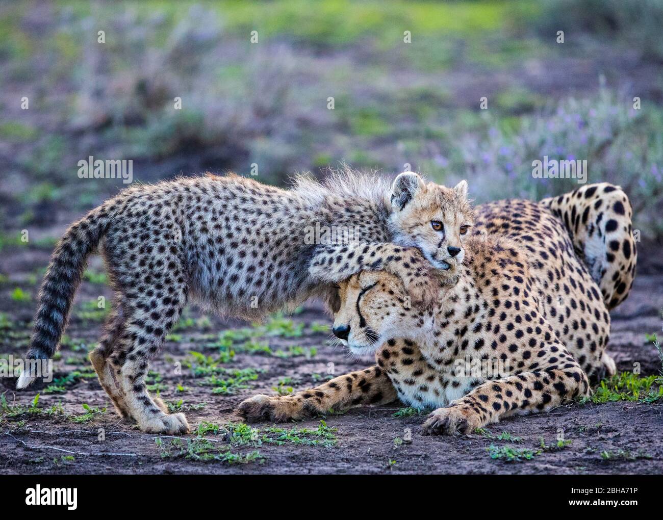 Cheetahs (Acinonyx jubatus) playing, Ngorongoro Conservation Area, Tanzania Stock Photo
