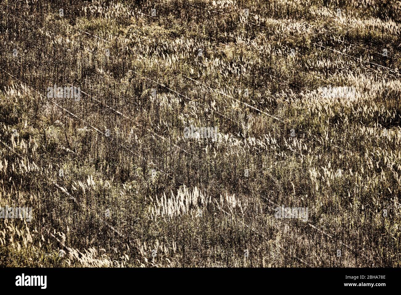 Track overgrown with grass, digitally processed, backlight, RailArt Stock Photo
