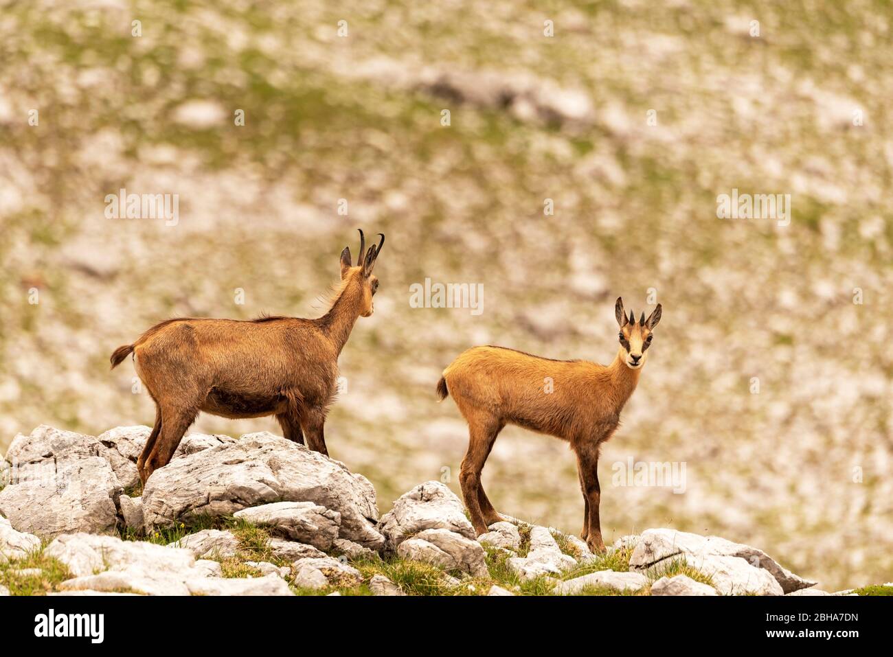 Chamois with young animals in the rocky terrain below the Laliderer Spitze Stock Photo