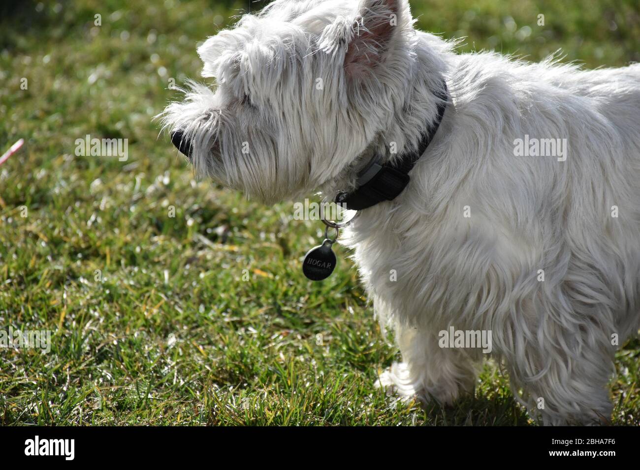 White dog with a black collar, standing in the grass Stock Photo