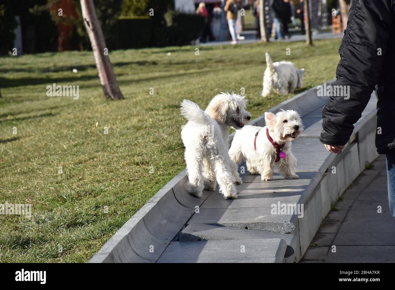 Pets, two white little dogs playing in the sun on a concrete bench and in the grass Stock Photo