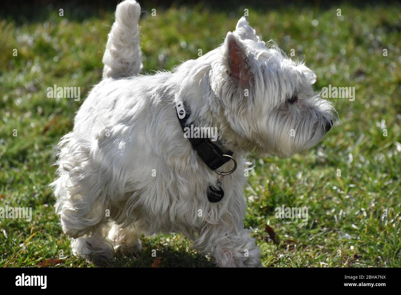 Portrait of a little white dog. Long white gray and glossy hair. Grass in the backgroun Stock Photo