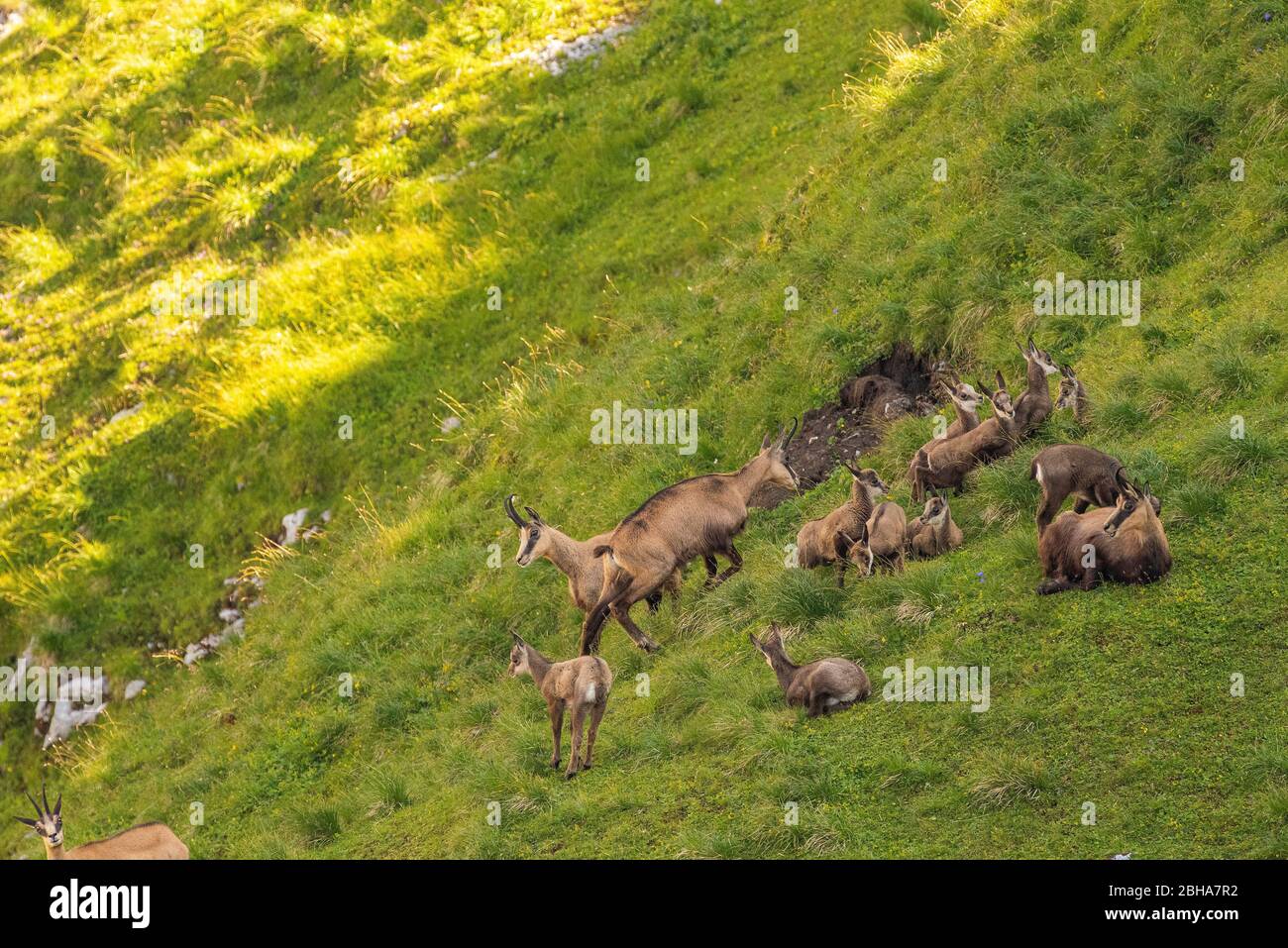 A gams family with several fawns on a green mountain meadow Stock Photo