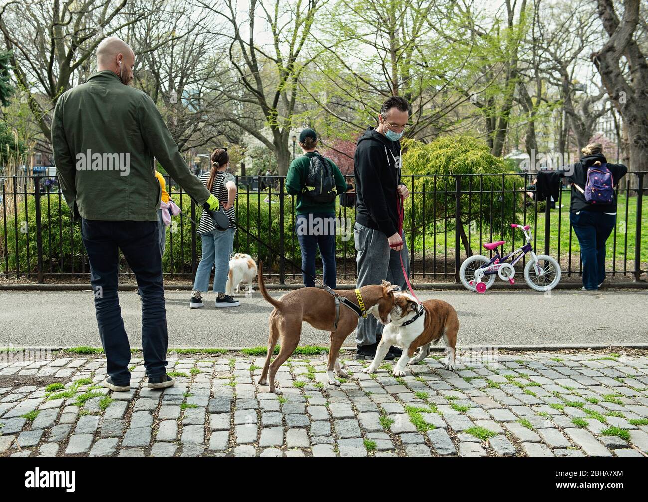 Dogs greeting each other at a park in New York City during the COVID 19 pandemic. Stock Photo