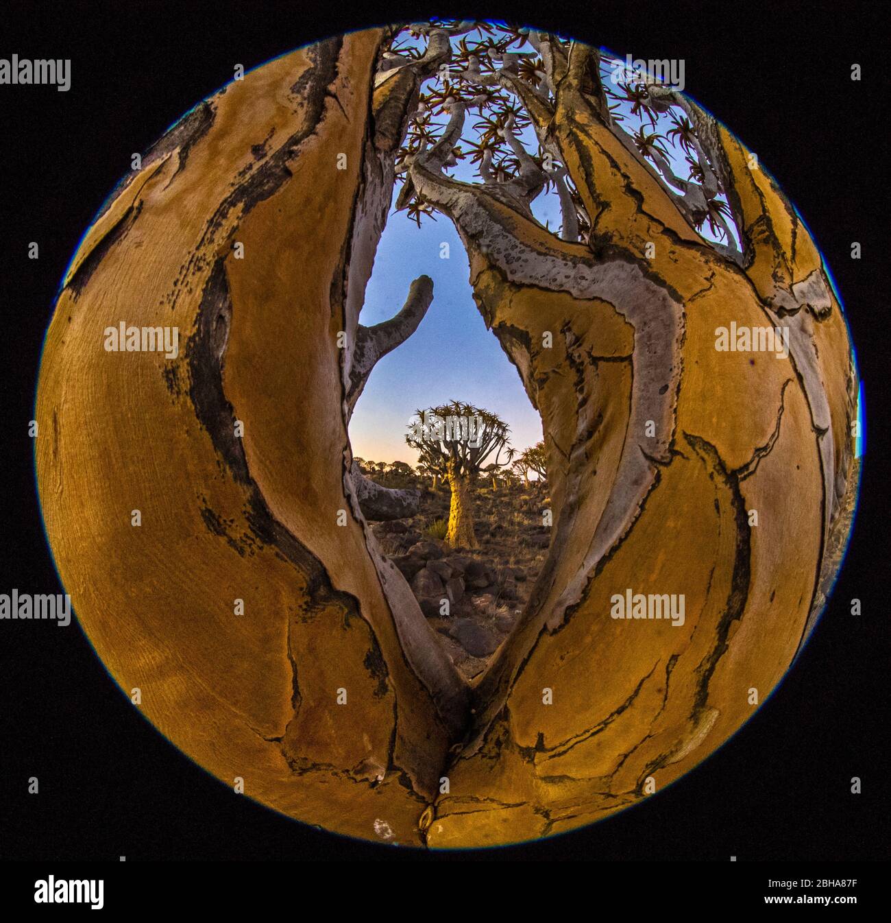 Quiver trees (Aloidendron dichotomum) through wide angle lens, Namibia Stock Photo