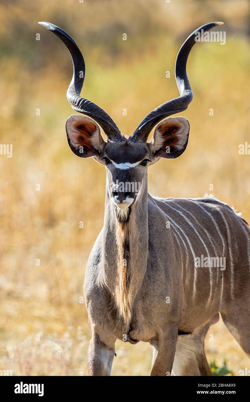 Greater kudu (Tragelaphus strepsiceros) antelope looking at camera, Etosha National Park, Namibia Stock Photo