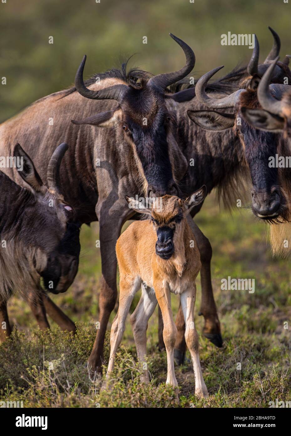 Western white-bearded wildebeest (Connochaetes taurinus mearnsi) with young, Ngorongoro Conservation Area, Tanzania Stock Photo