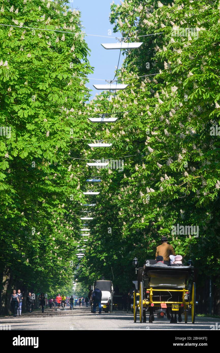 Vienna, Vienna: Prater Hauptallee, Prater main avenue, flowering chestnut trees, joggers, cyclists, Fiaker, Fiacre, horse cab in 02. Leopoldstadt, Vienna, Austria Stock Photo