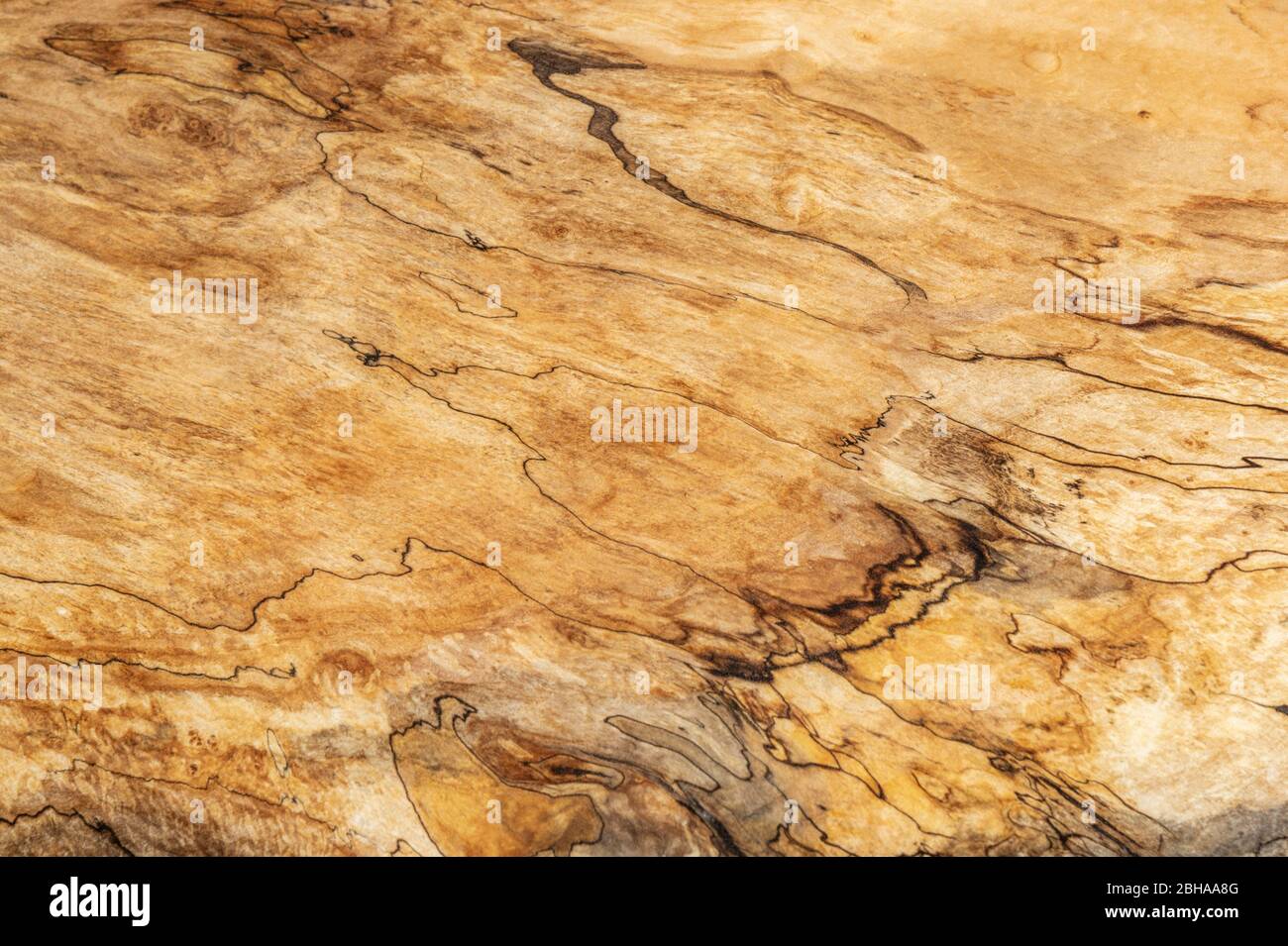 Detail of ash tree wood grain Stock Photo