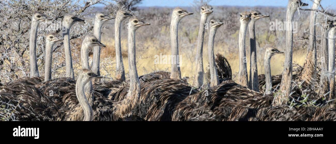 View of ostrich (Struthio camelus) herd, Etosha, Namibia, Africa Stock Photo