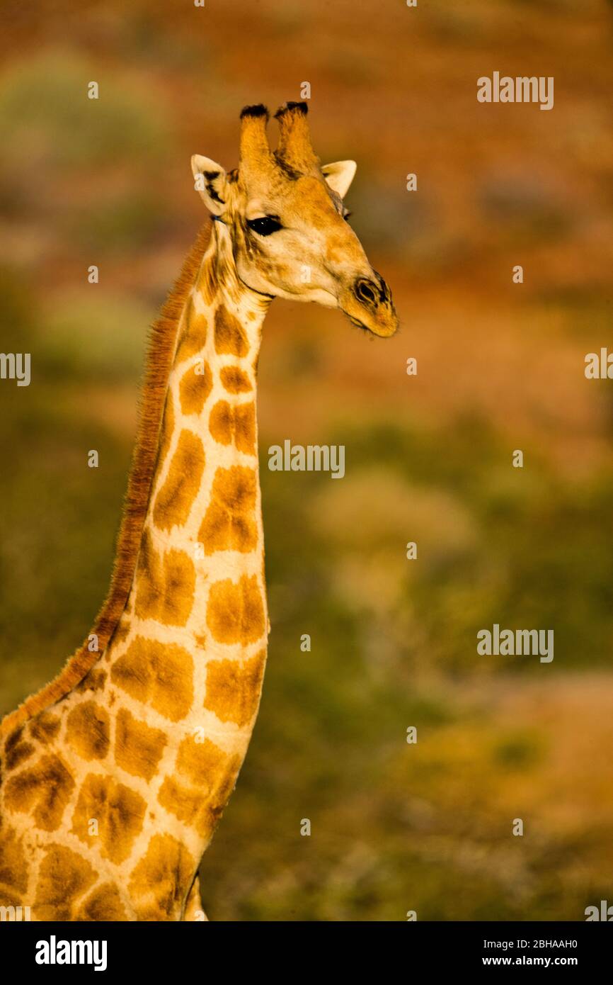 Portrait of Southern giraffe (Giraffa), Damaraland, Namibia, Africa Stock Photo