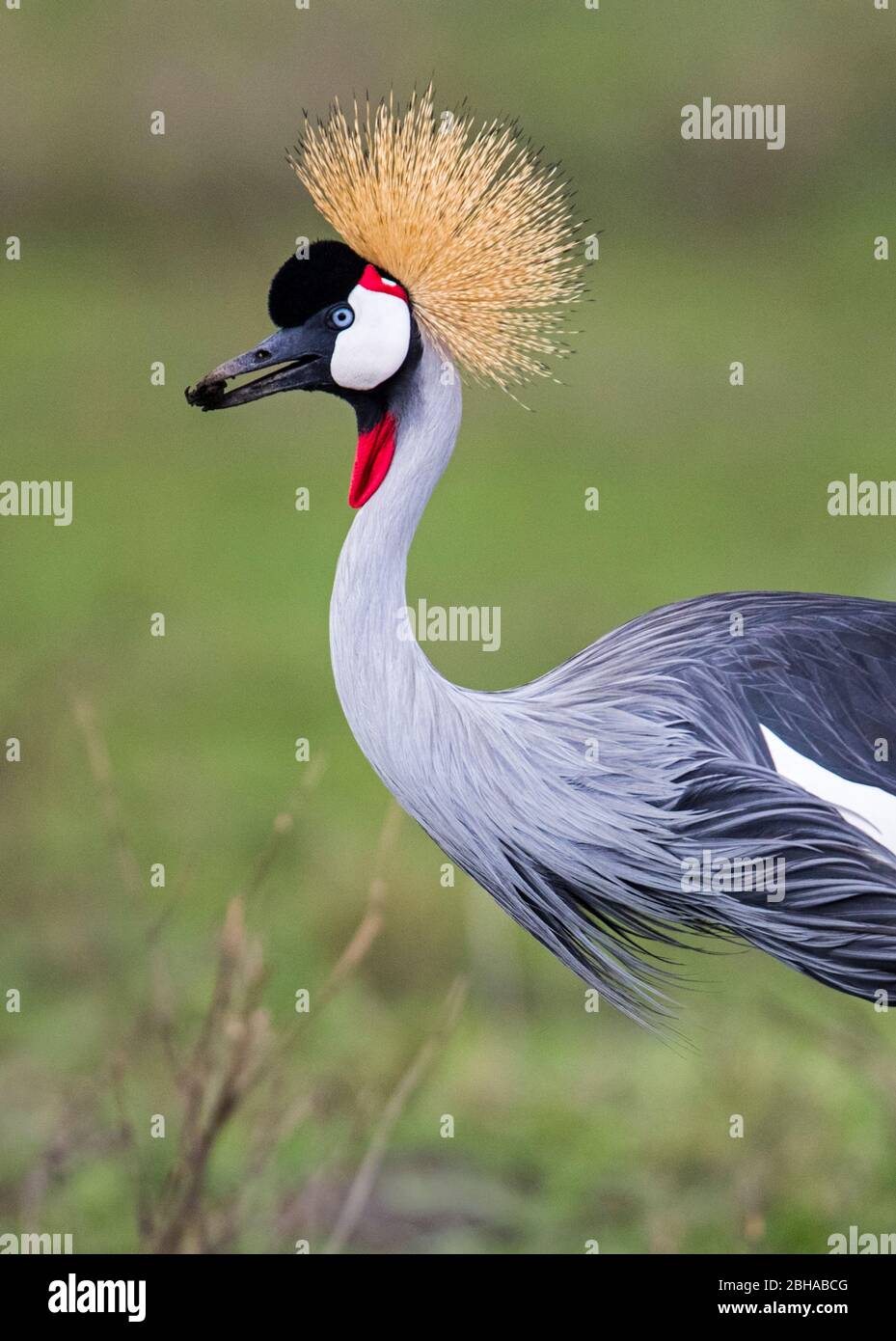 Close up of grey crowned crane (Balearica regulorum), Ngorongoro Conservation Area, Tanzania Stock Photo