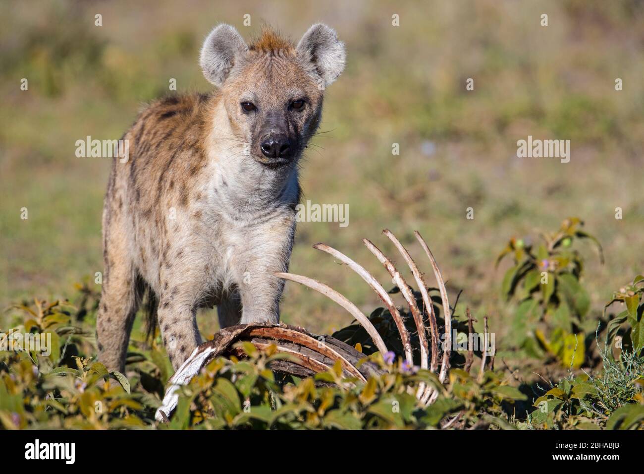 Close up of Spotted Hyena (Crocuta crocuta), Ngorongoro Conservation Area, Tanzania, Africa Stock Photo