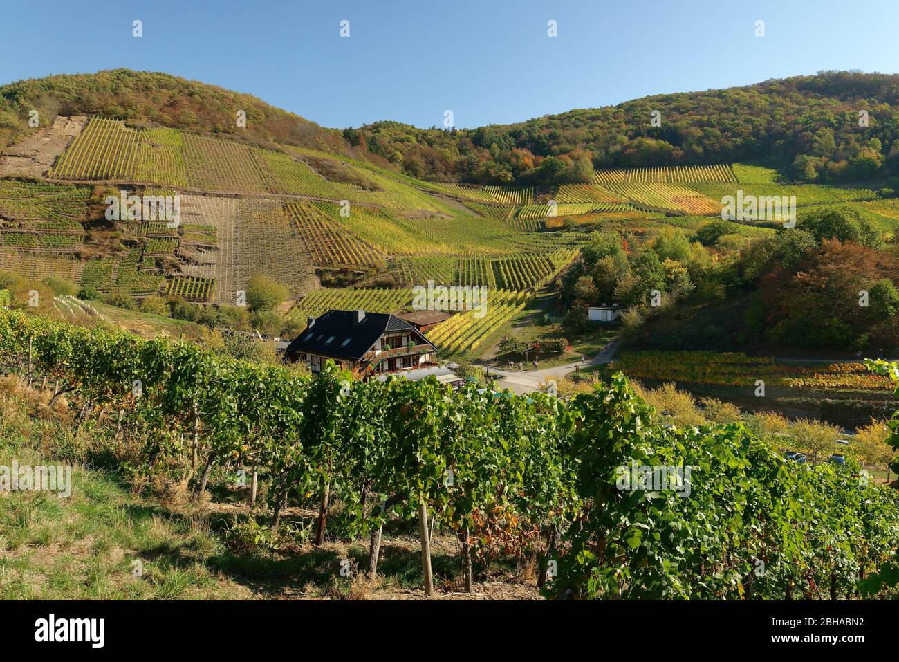 Ostrich business Weinhaus Michelishof on the red wine hiking trail in Mayschoß in the Ahr valley, Eifel, Rhineland-Palatinate, Germany Stock Photo