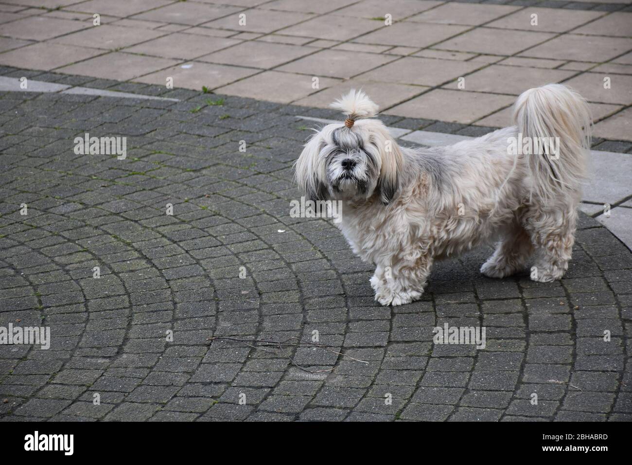 A white and black dog with a haircut on his head Stock Photo