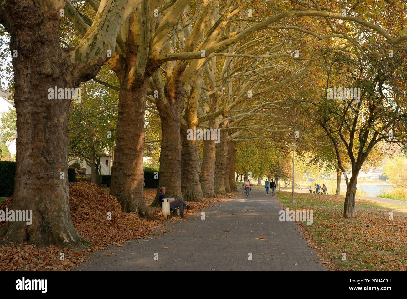 Tree avenue at the Empress Augusta plants on the Rhine promenade in Koblenz at the Deutsches Eck, Koblenz, UNESCO World Heritage Site Upper Middle Rhine Valley, Rhineland-Palatinate, Germany Stock Photo