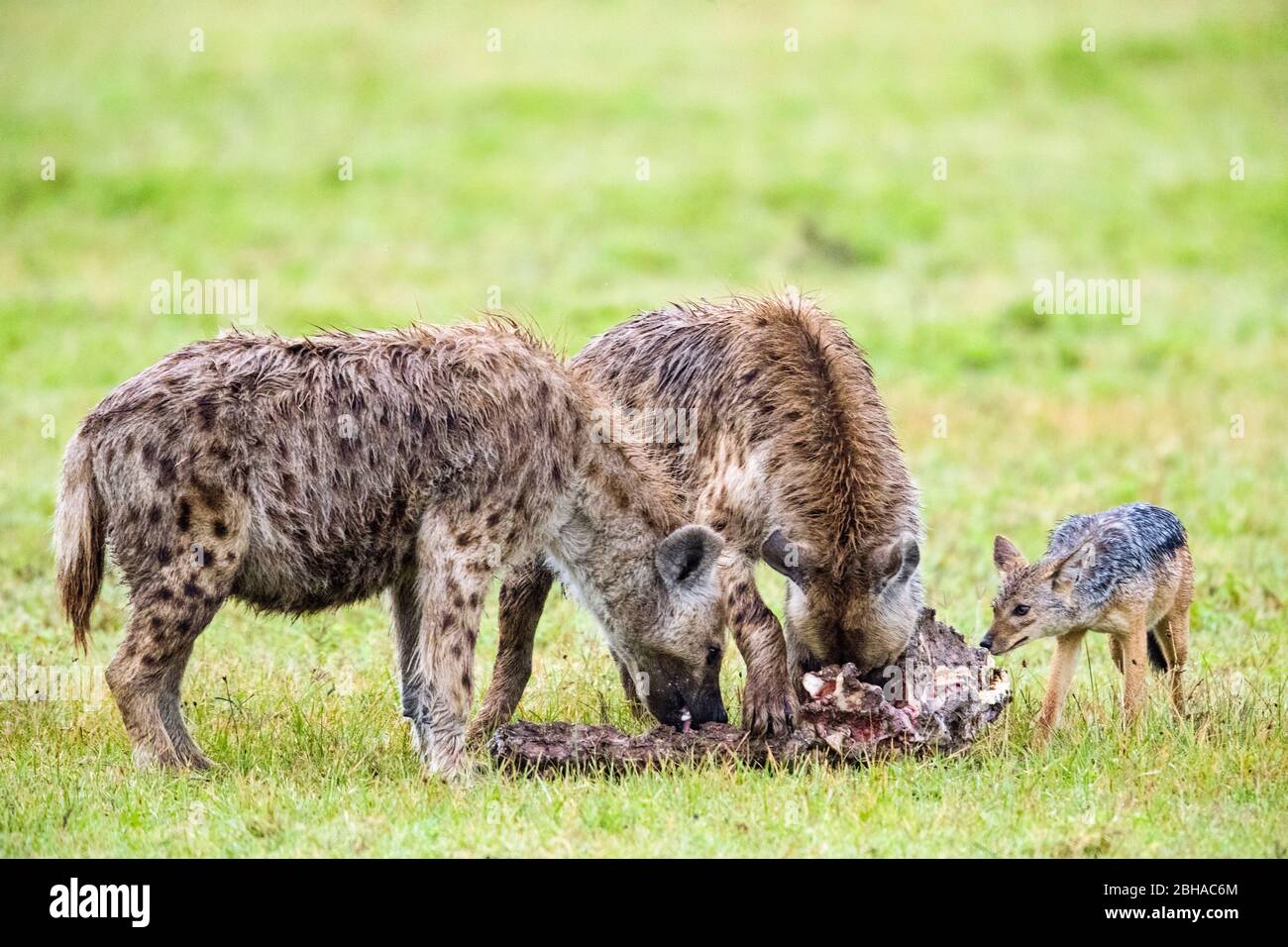 View of Spotted Hyena (Crocuta crocuta) family eating carrion, Ngorongoro Conservation Area, Tanzania, Africa Stock Photo