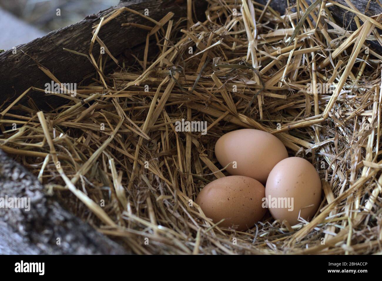 Fresh chicken eggs in straw nest Stock Photo