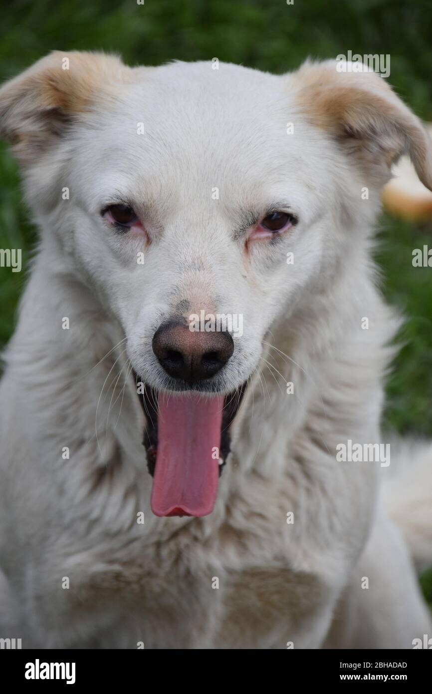 Dog sniff and red tongue out. Tame dog eyes Stock Photo