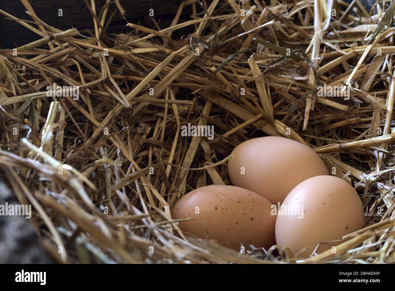Three eggs in a straw nest Stock Photo - Alamy