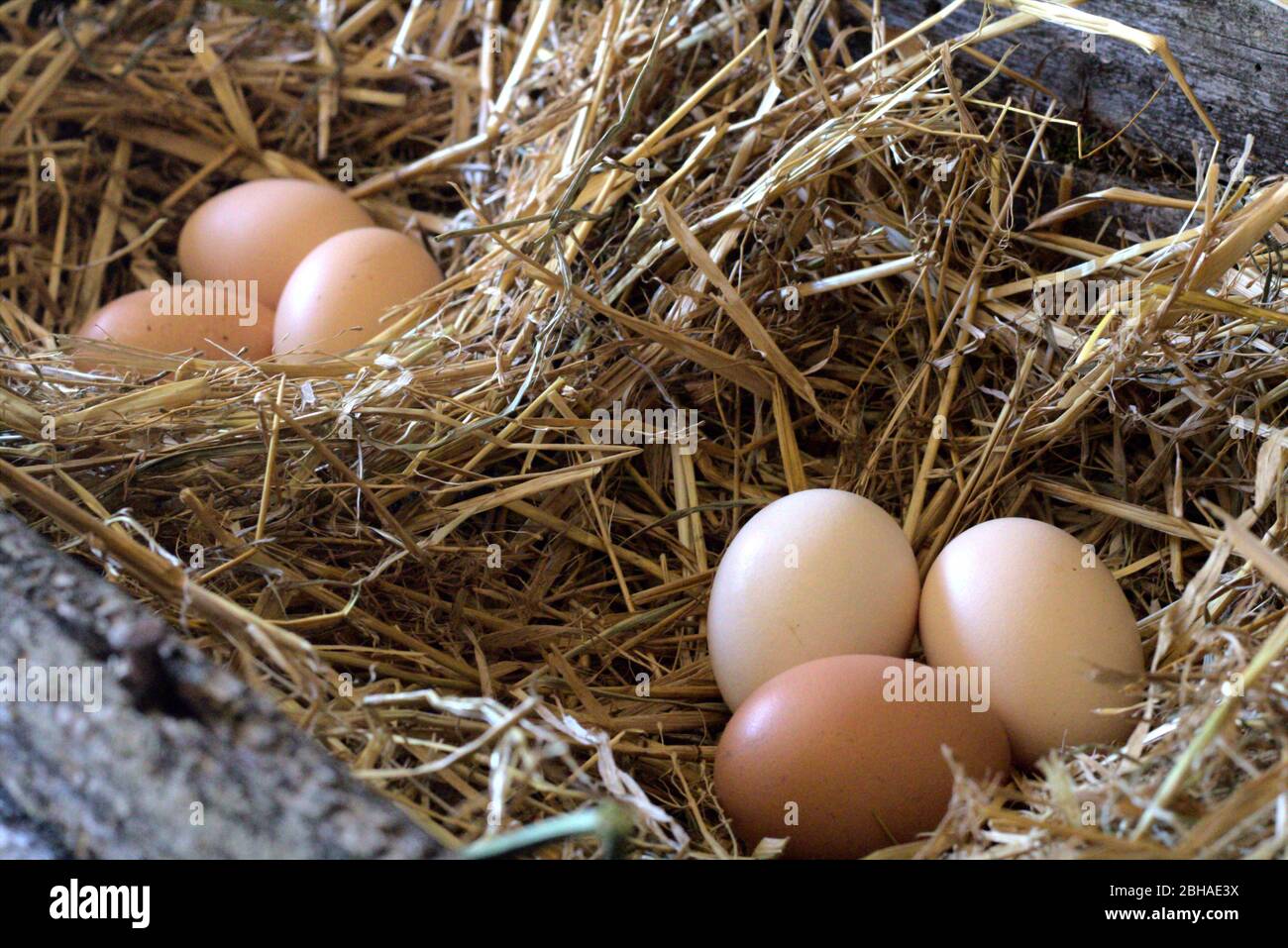 three chicken eggs in the nest. Brown eggs in nest Stock Photo - Alamy