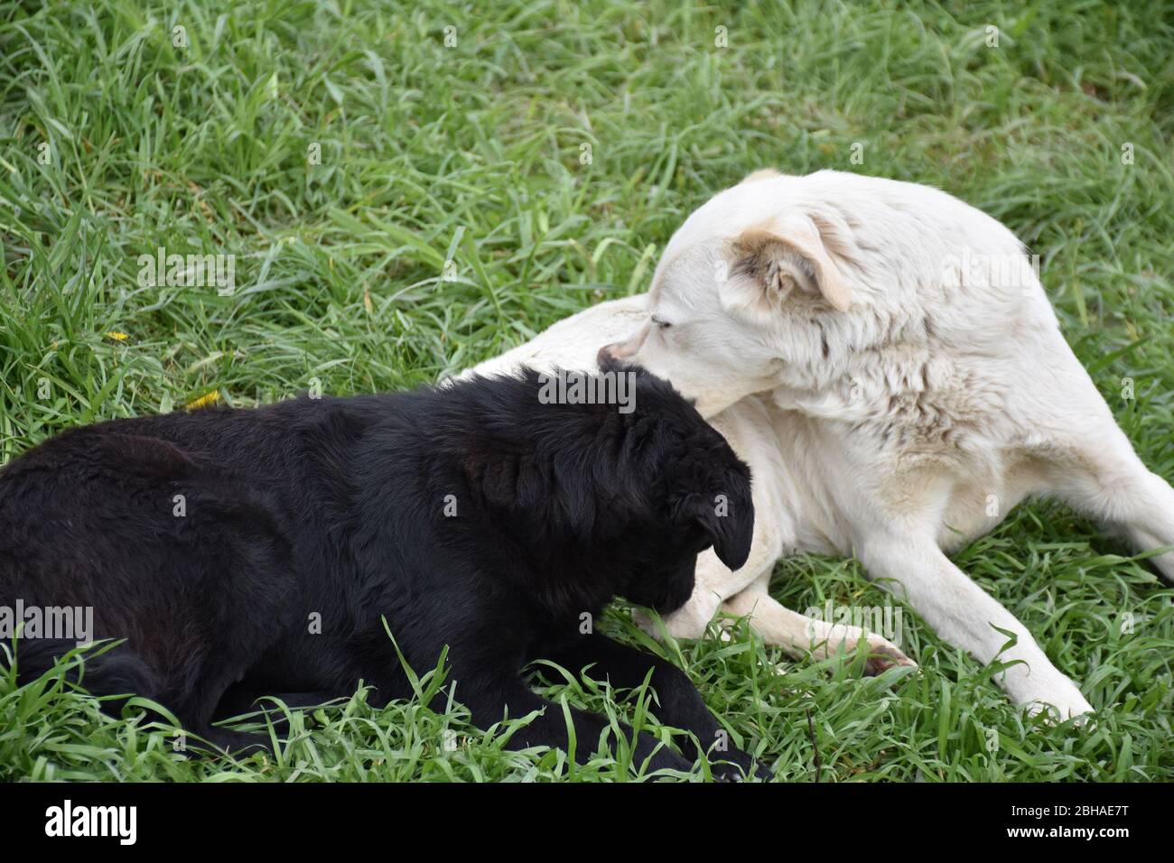 Two dogs are lying on the grass and enjoying themselves together Stock Photo