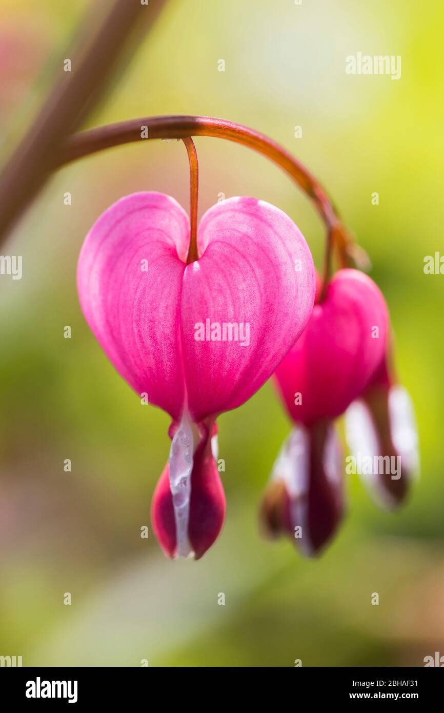 Bleeding Heart, Lamprocapnos spectabilis, Bicolored Heart Flower, Herzerlstock, Flaming Heart, Marian Heart, Close-up Stock Photo