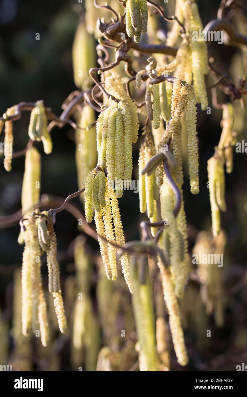 Flowering, male hazel catkins in March, Corylus avellana 'Contorta', corkscrew hazel, close-up Stock Photo