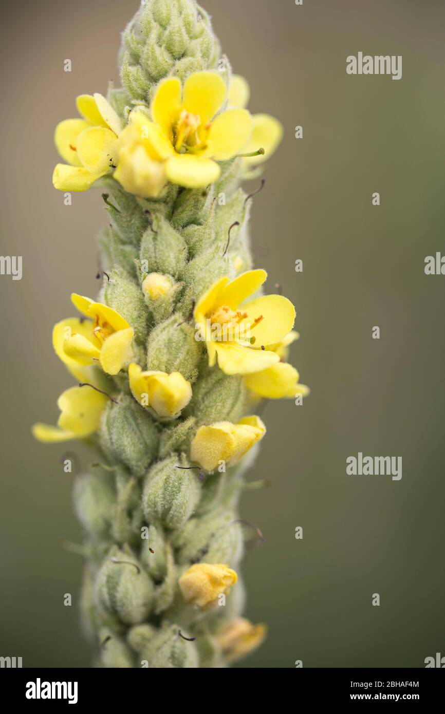 Wollblume High Resolution Stock Photography and Images - Alamy