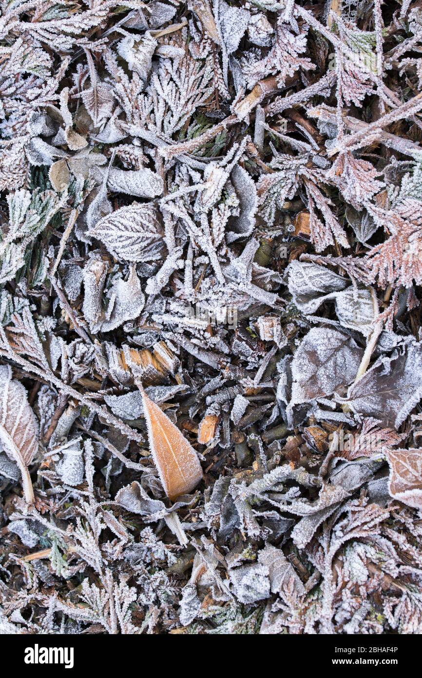 Hoarfrost on mulch Stock Photo