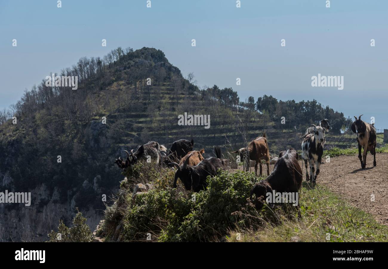 The Way of the Gods: Sentiero degli Dei. Incredibly beautiful hiking path high above the Amalfitana or Amalfi coast in Italy, from Agerola to Positano. March 2019. Goat herd Stock Photo