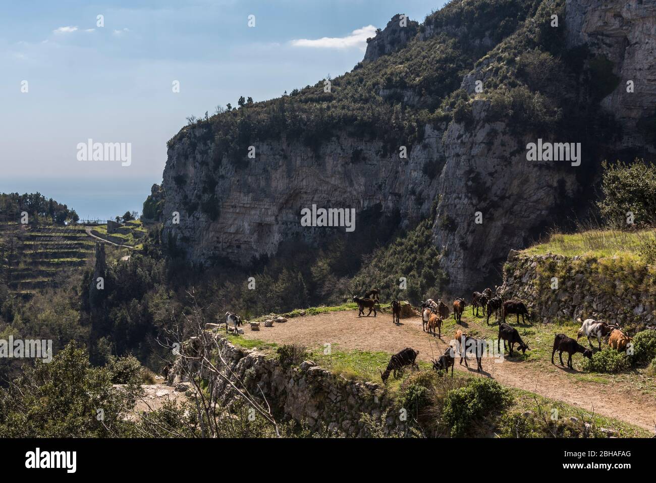 The Way of the Gods: Sentiero degli Dei. Incredibly beautiful hiking path high above the Amalfitana or Amalfi coast in Italy, from Agerola to Positano. March 2019. Goat herd Stock Photo