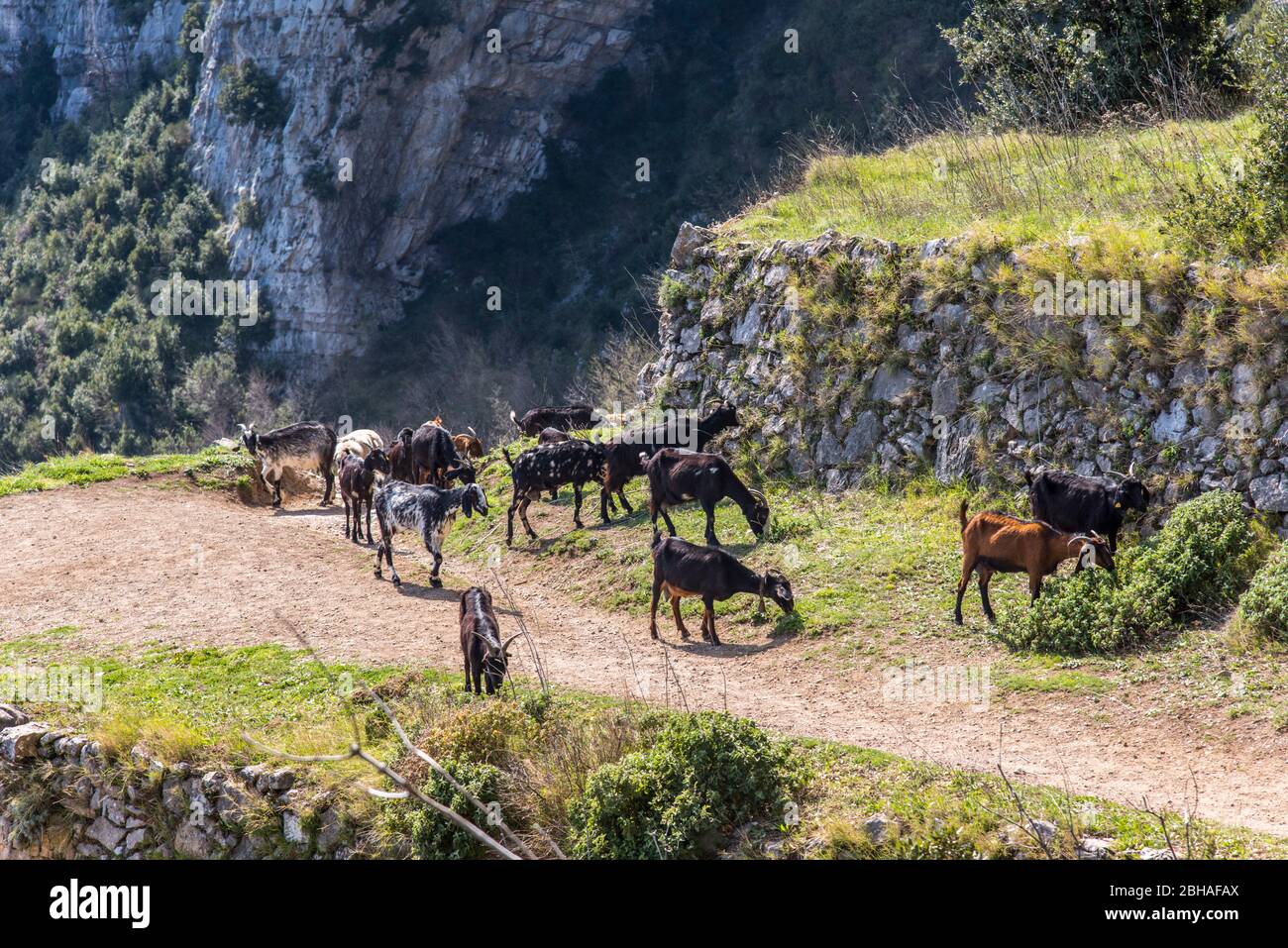 The Way of the Gods: Sentiero degli Dei. Incredibly beautiful hiking path high above the Amalfitana or Amalfi coast in Italy, from Agerola to Positano. March 2019. Goat herd Stock Photo