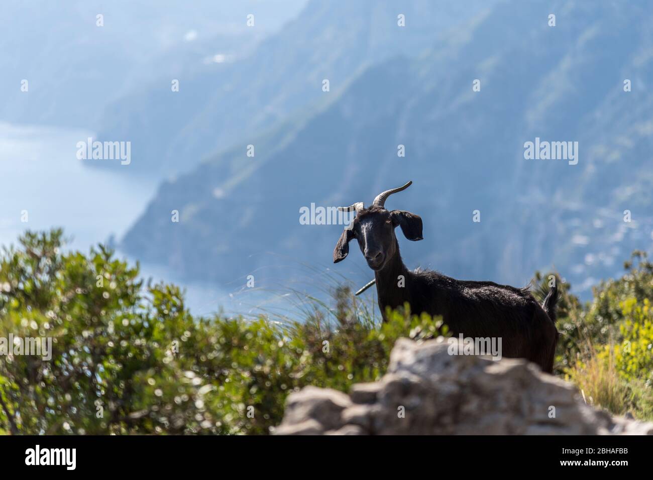 The Way of the Gods: Sentiero degli Dei. Incredibly beautiful hiking path high above the Amalfitana or Amalfi coast in Italy, from Agerola to Positano. March 2019. Mountain goat Stock Photo