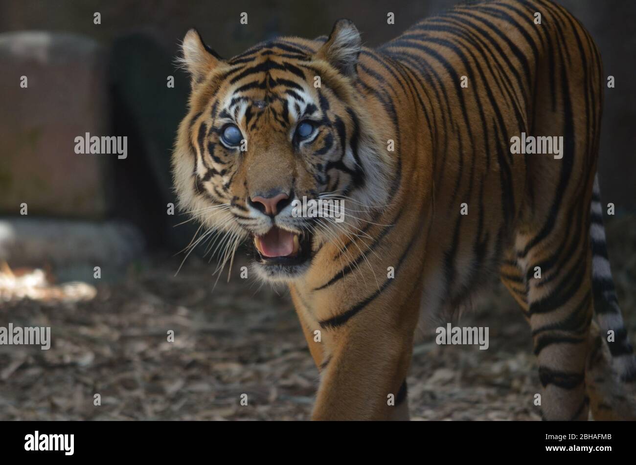 Blind tiger hi-res stock photography and images - Alamy