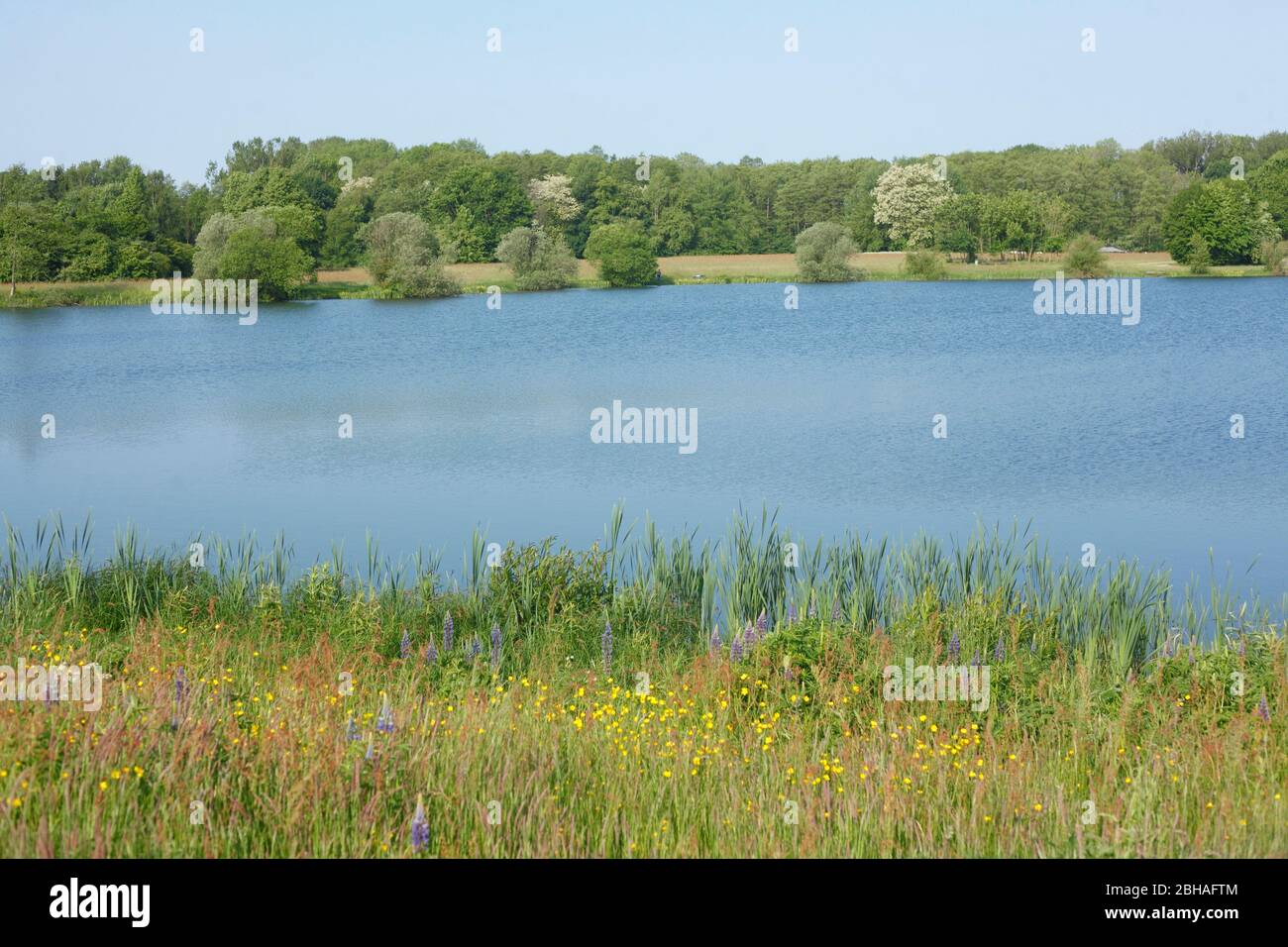 Hartensbergsee, Goldenstedt, Vechta district, Lower Saxony, Germany, Europe Stock Photo