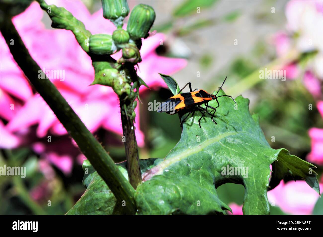 A milkweed assassin bug rests on the leaf of a rose bush. Stock Photo