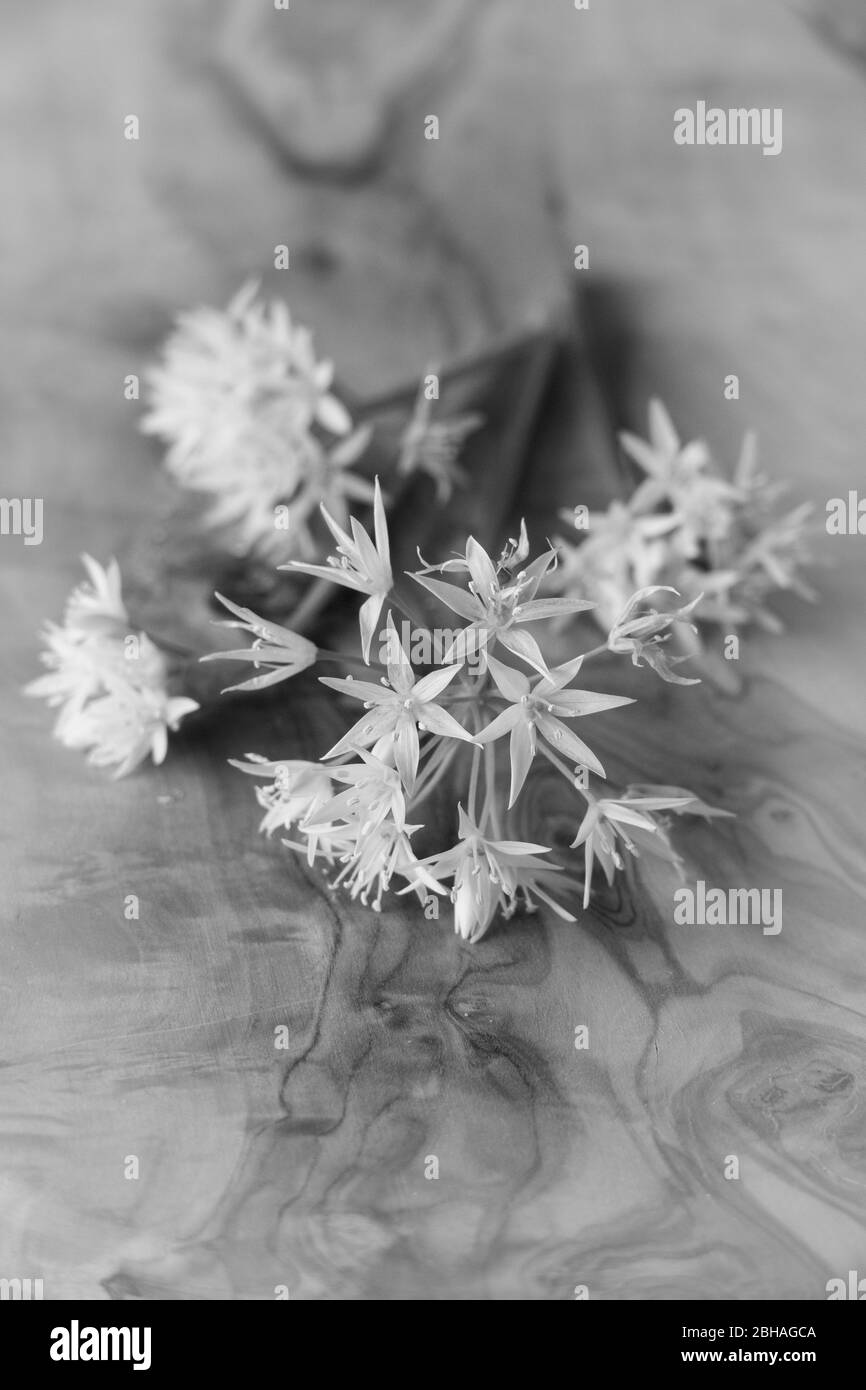 Bärlauch Blüte mit weißen, sternförmigen Blüten, liegen auf einem Holzbrett Stock Photo