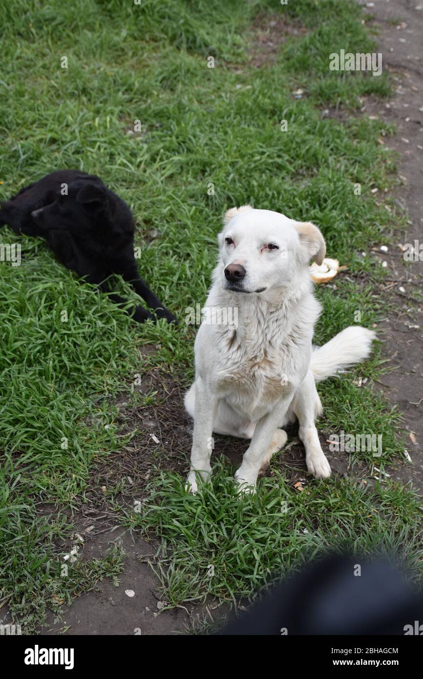White dog and black dog on grass, one behind the other together Stock Photo