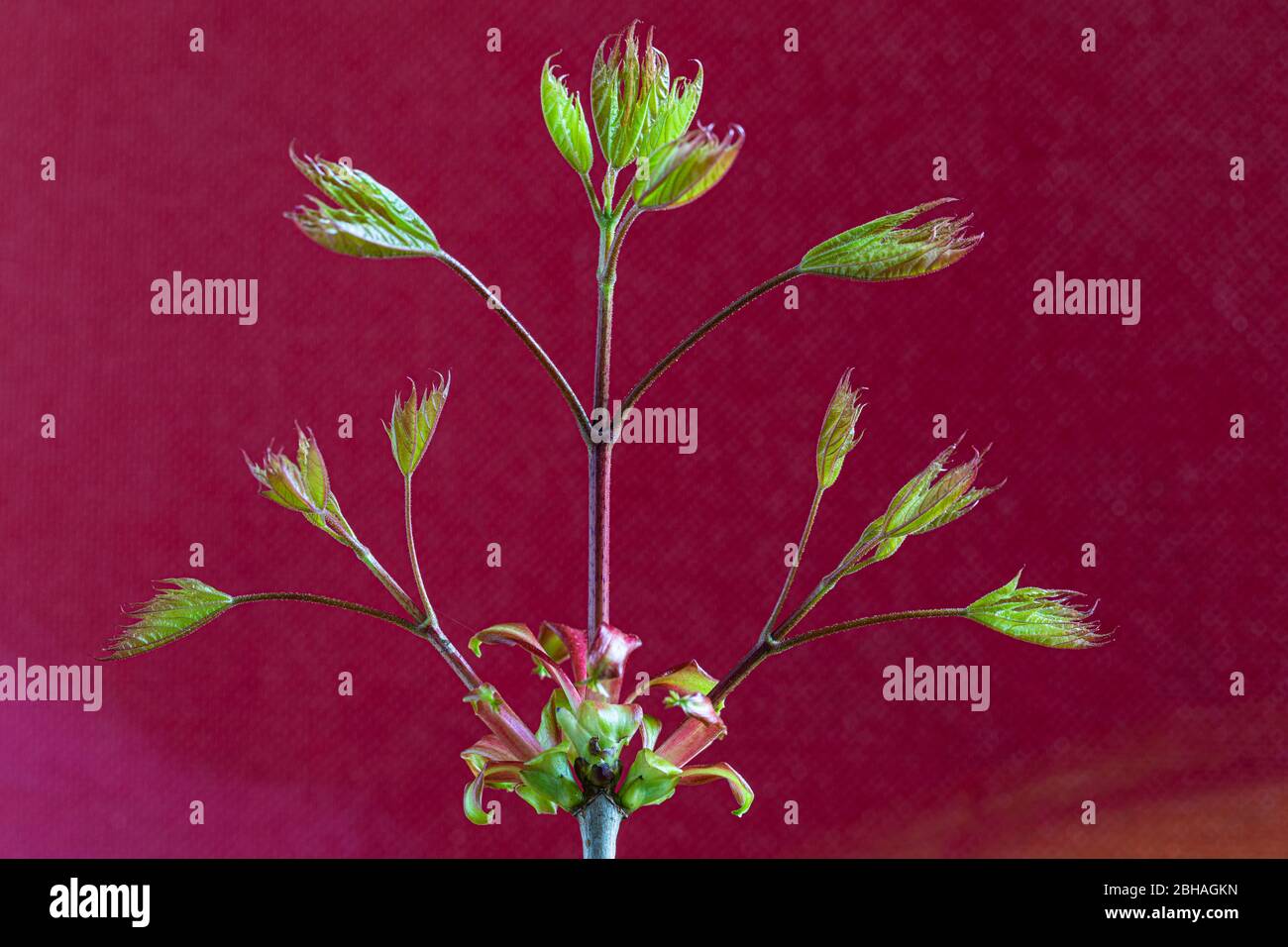 Young and fresh maple leaves (acer) sprouted straight from the bud in spring. Soft background Stock Photo