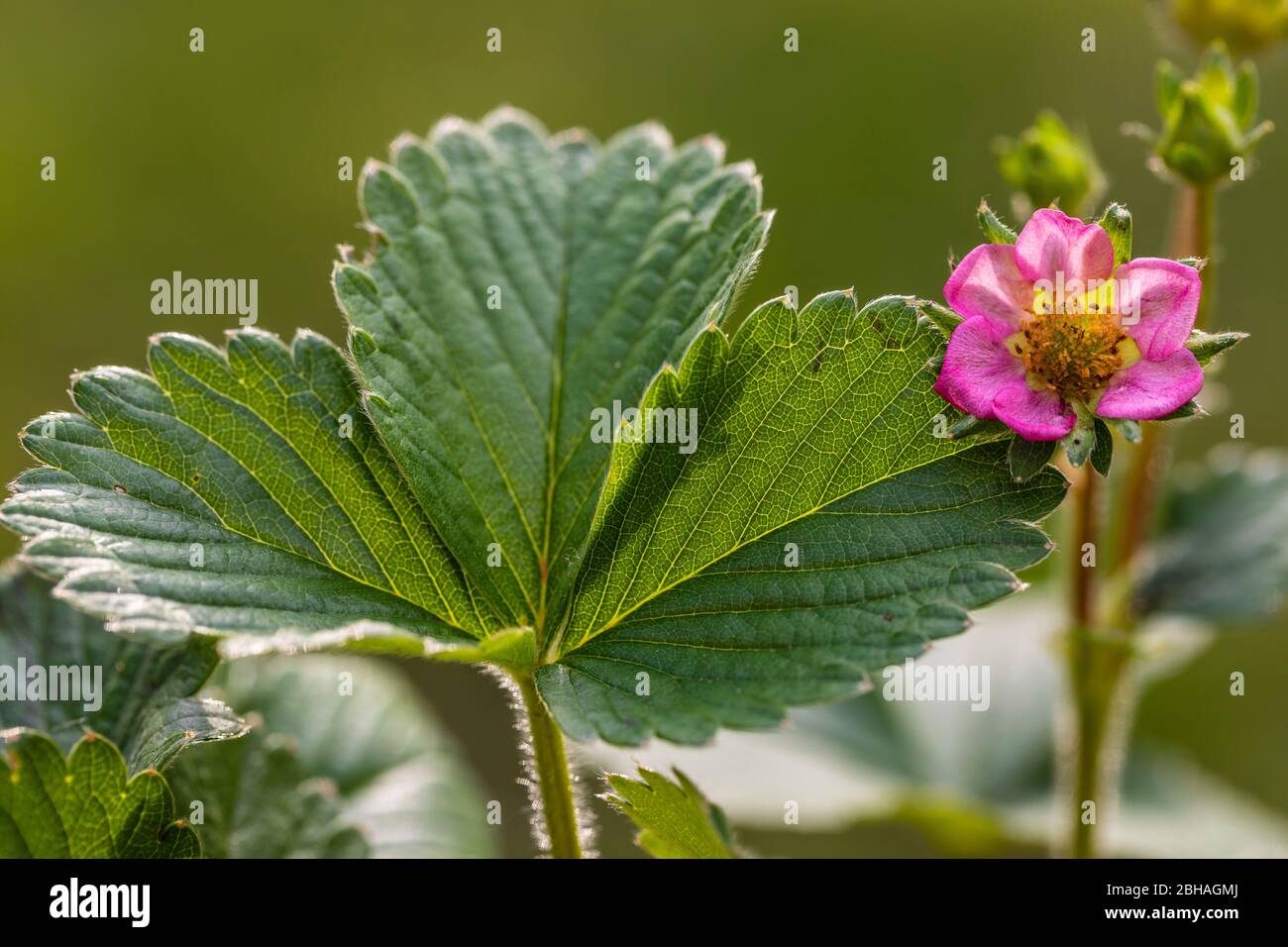 Pink strawberry blossom, Garden Strawberry, Fragaria ananassa Stock ...
