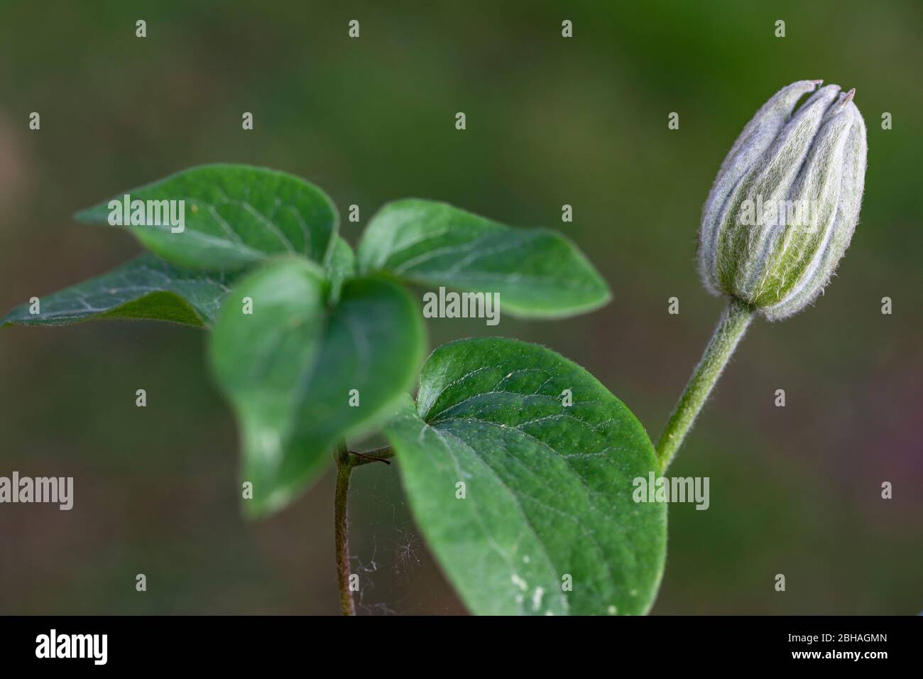 Clematis bud Stock Photo Alamy