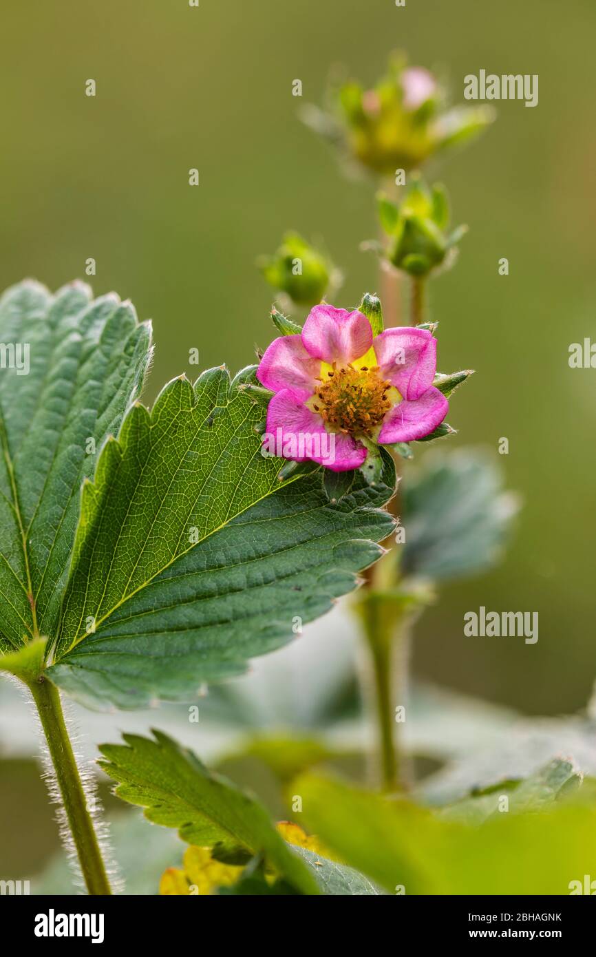 Pink strawberry blossom, Garden Strawberry, Fragaria ananassa Stock ...